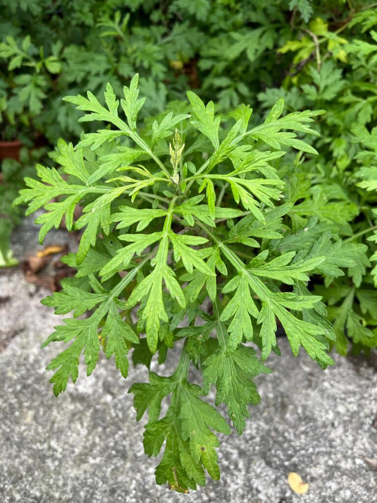 五月艾 - 一校一藥園 - 香港高等教育科技學院(THEi)